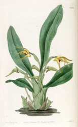 Maxillaria crocea